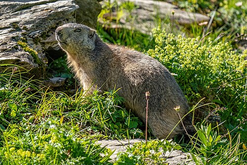 Marmot