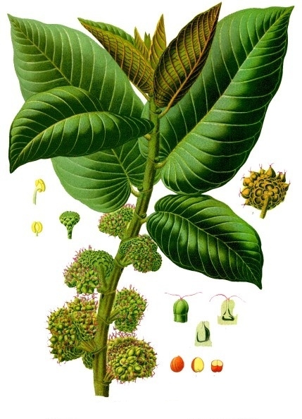 Moraceae