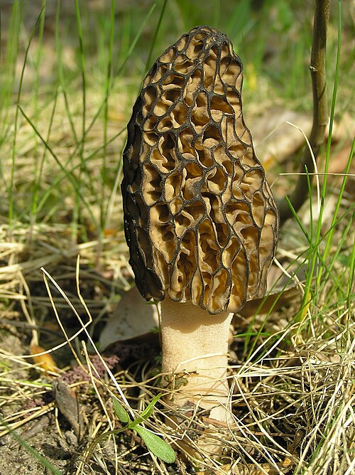 Morel