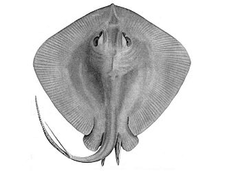 Myliobatiformes