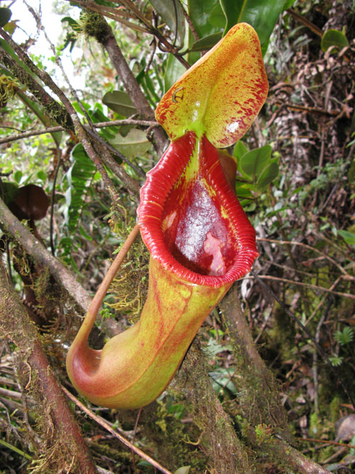 Nepenthes