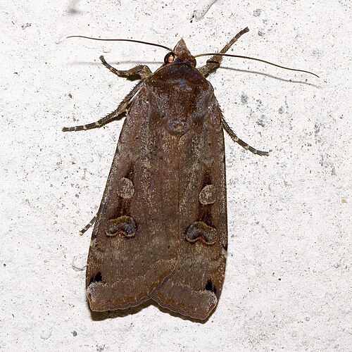 Noctuoidea