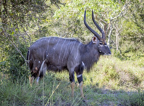 Nyala
