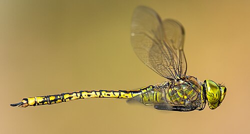 Odonata
