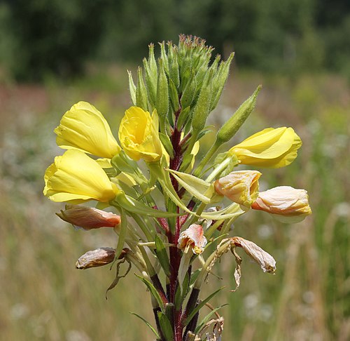 Oenothera