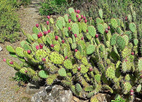 Opuntia