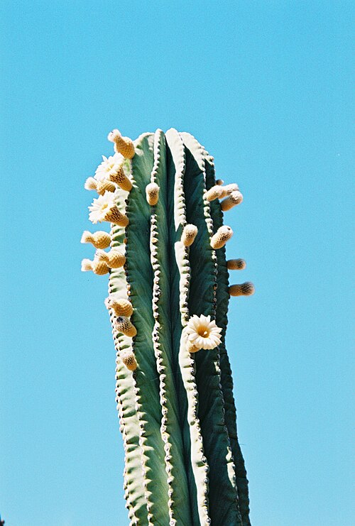 Pachycereus