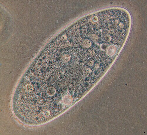 Paramecium