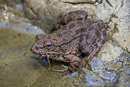 Pelophylax