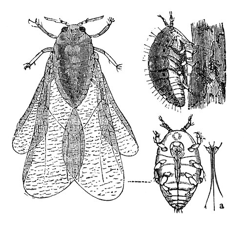 Phylloxera