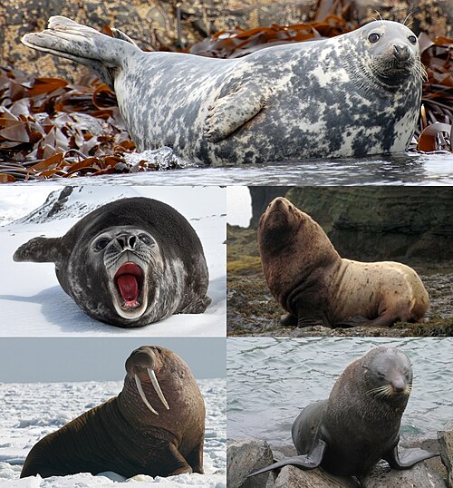 Pinnipeds
