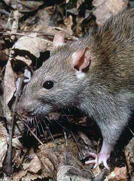 Rattus