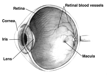 Retina