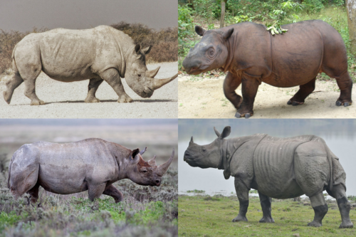 Rhinocerotidae