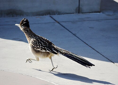 Roadrunner