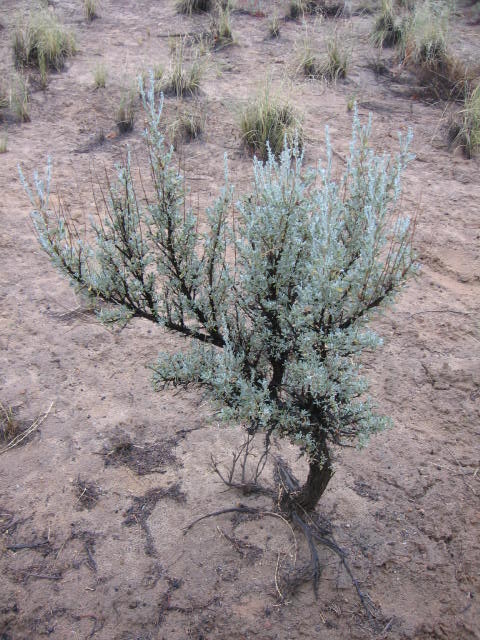 Sagebrush