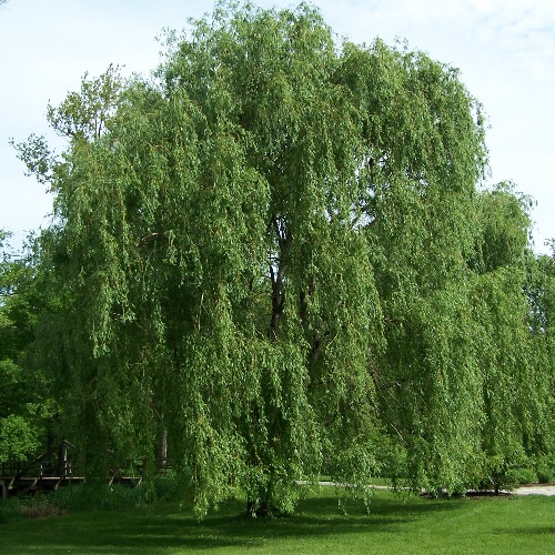 Salix