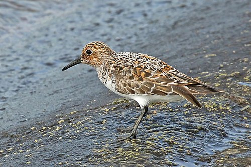 Sanderling