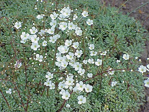 Saxifraga