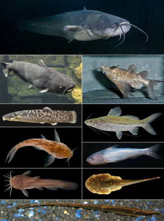 Siluriformes