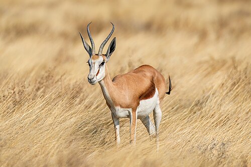 Springbok