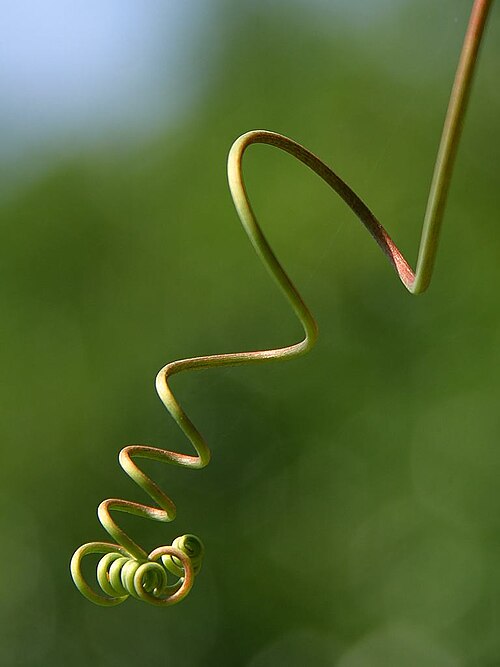 Tendril