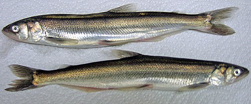 Thaleichthys