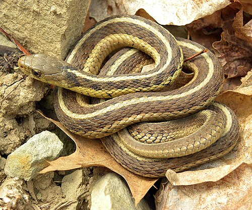 Thamnophis