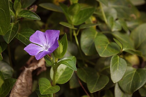 Vinca