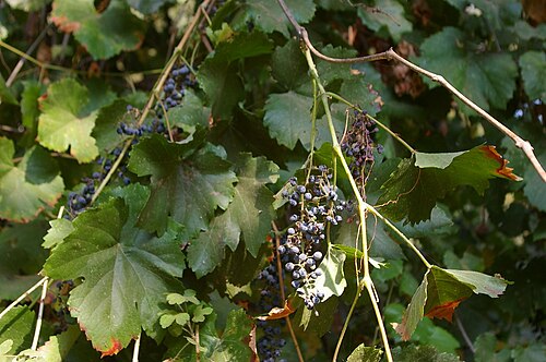 Vitis