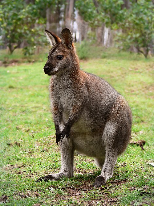 Wallabies
