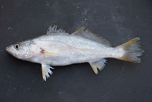 Weakfish
