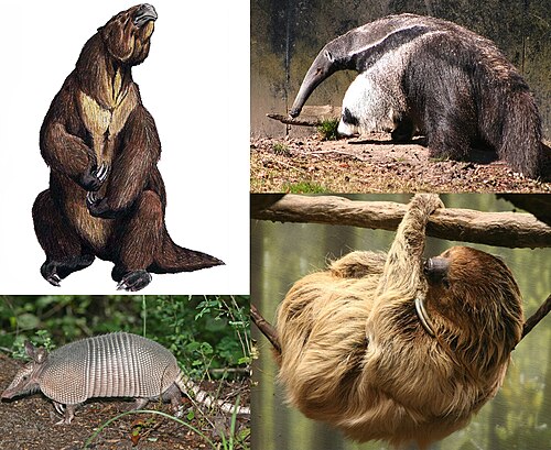 Xenarthrans