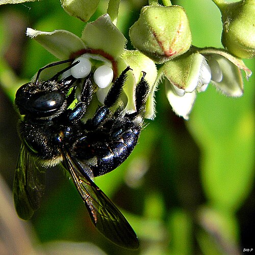 Xylocopa