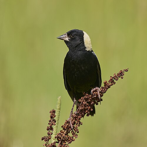 bobolink