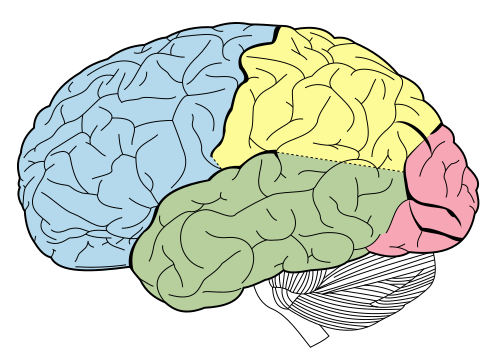 cerebrum
