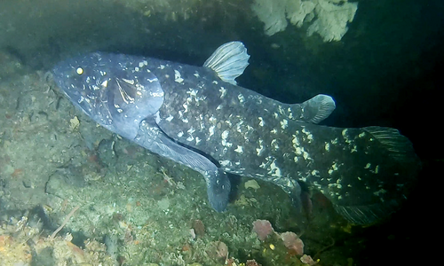coelacanth