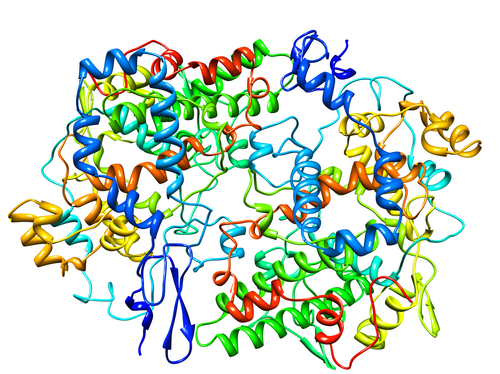 cyclooxygenase