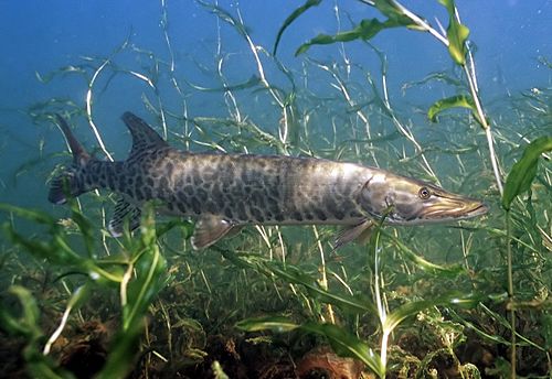 muskellunge