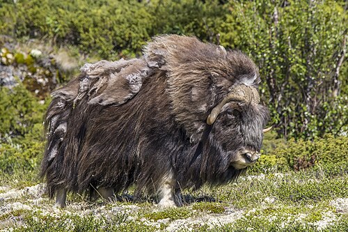 muskox