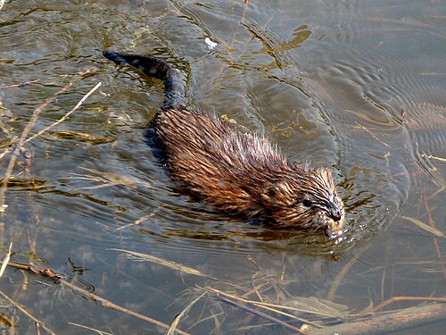 muskrat