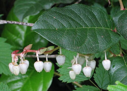 salal