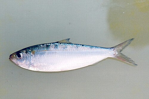 sardinella
