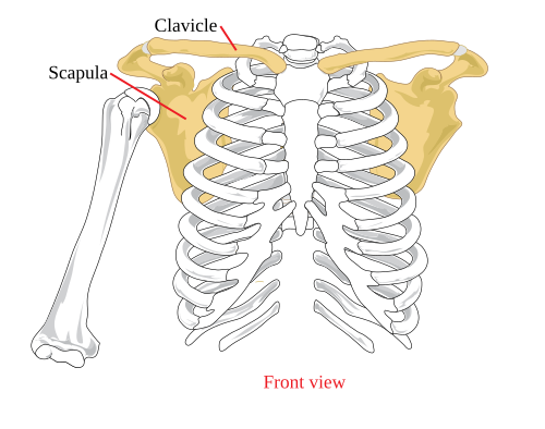 scapula