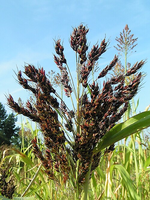 sorghum