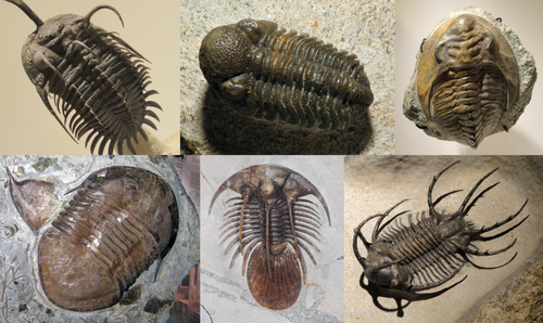trilobita