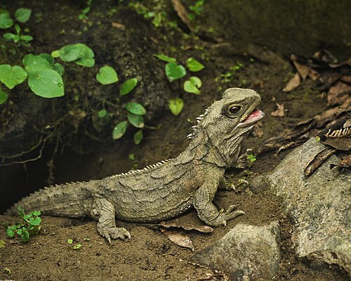 tuatara
